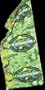 Survivor Buff Palau Green - Original, as seen on CBS's Survivor!