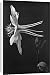 Canvas Prints of Aquilegia Caerulea (Colorado Blue Columbine) from Mary Evans