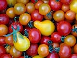 41lH3AKJKLL. SL160  Tomatoes from Ballymaloe Cookery School, Shanagarry, Ireland Photographic Poster Print by Oliver Strewe, 64x48