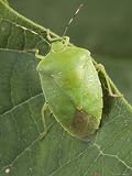 Green Shield Bug Feeds on Plant Sap Photographic Poster Print