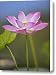 Sacred Lotus Nelumbo Nucifera Flower Canvas Print / Canvas Art - Artist Tim Fitzharris