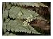 Asplenium Bulbiferum, Showing Viviparous Production of New Plantlets, New Zealand Pho...