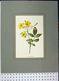 Yellow Jasmine Flower C1896 Botanical Plant Old Print