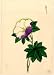 1800 Japanese Print . White and purple flower on stem with green leaves