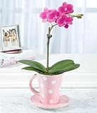 Grocery - Teacup Orchid