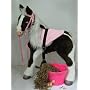 Butterscotch S'Mores Interactive Hasbro Saddle Set - Gift Bucket, Pink