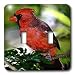 Birds - Cardinal Bird - Light Switch Covers - double toggle switch