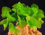 Red Sea Fish Pharm Ltd Sea Deco Discosoma Green