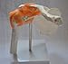 Cranstein A-332 Shoulder Joint Model - Anatomy, Skeleton