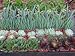 Succulent Flat 64 plants