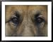 German Shepherd Dog's Eyes Collections Framed Photographic Poster Print by David Edwards, 39x31