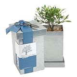 Bonsai Box, Gardenia Specimen Tree