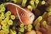 Wallmonkeys Peel and Stick Wall Decals - Poisson-clown - Removable Graphic
