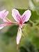 Pink Heart-Leaf Geranium Flower Close-Up Showing Stamen, California Premium Photographic Poster Print, 24x32