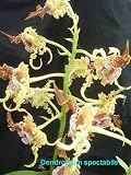 Dendrobium spectabile 440S