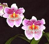 Odtna Martin Orenstein HCC orchid