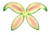 WeGlow International Hunter and Burgundy Flower Petal Fairy Wings