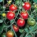Peacevine Tomato Plant - Nervous System Sedative
