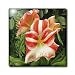 Candy Stripe - Photography Flowers - 8 Inch Glass Tile