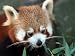 Red Panda, Taronga Zoo, Sydney, Australia Photographic Poster Print by David Wall, 40x30