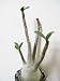 9GreenBox - Arabicum Adenium Desert Rose Giant Plant Bonsai
