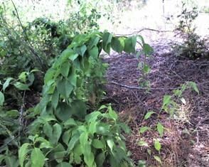 25 American Bittersweet (Celastrus scandens) 6-12"