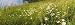 Flowers in Lappeenranta, Finland Art Photographic Poster Print by Panoramic Images, 1...