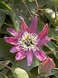 Purple Passion Flower Five Gallon Vine by Monrovia Growers