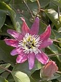 Purple Passion Flower Five Gallon Vine by Monrovia Growers