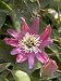 Purple Passion Flower Five Gallon Vine by Monrovia Growers