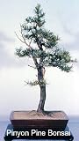 Pinyon Pine Tree 10 Seeds Pinus edulis Bonsai SALE* 41lNBp9uHFL. SL160 Pinyon Pine Tree 10 Seeds Pinus edulis Bonsai SALE*