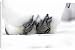 Canvas Prints of Emperor Penguin - lifting feet of ice to keep warm from Ardea Wildlife Pets