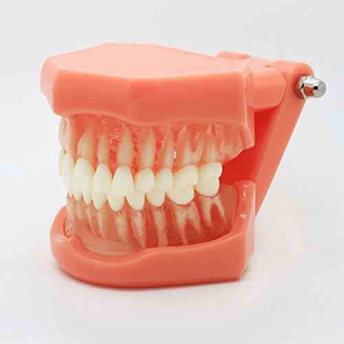 New Dental Study Teaching Model Standard Model Removable Teeth
