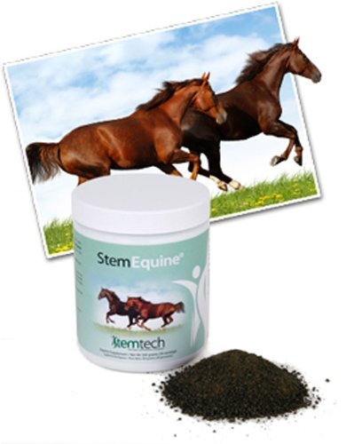 1 Stem Equine