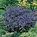 CORNFLOWER Midget Blue