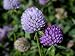 Purple Clover Flowers Photographic Poster Print by David Evans, 12x16