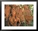 Natural Clay Mermaid and Fish Design, Oaxaca, Mexico Framed Art Poster Print by Judith Haden, 31x25