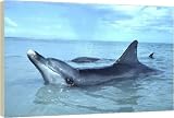 Indo-Pacific / Indian Ocean / Long-beaked BOTTLENOSE DOLPHIN - 20 Inch Canvas Print (51 cm) by Ardea