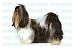shih tzu - SHIH TZU - Dog Decal - sticker dogs car got graphic