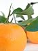 Dwarf Clementine, Marisol;Produces Full Size Fruit; Can Be Grown in Containers on Your Patio or Indoors; 1-2 Year Old Tree - 18" Tall; 1/4" Trunk Caliper;