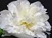 Peony - 24