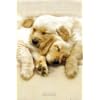 GB eye Ltd, Keith Kimberlin, Snooze, Maxi Poster, (61x91.5cm) PH0220