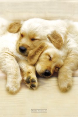 GB eye Ltd, Keith Kimberlin, Snooze, Maxi Poster, (61x91.5cm) PH0220
