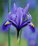15 Dwarf Blue Iris Reticulata 'Harmony' Flower Bulbs