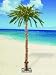 Sterling/Palm Tree