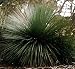 10 Xanthorroea Semiplana Tufted Grass Tree Seeds