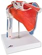 3B Scientific Shoulder joint .w rotator cuff