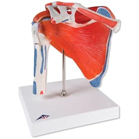 3B Scientific Shoulder joint .w rotator cuff
