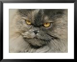 Close View of a Grey Himalayan Cat Photography Framed Art Poster Print by Brian Gordon Green, 31x25