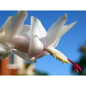 White Christmas Cactus Plant Zygocactus in 4 Inch Pot